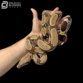 Suriname Red Tailed Boa Constrictors - Boa constrictor constrictor