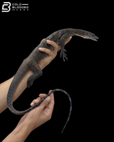 Adult Jayapura Peach-throated Monitor - Varanus Jobiensis