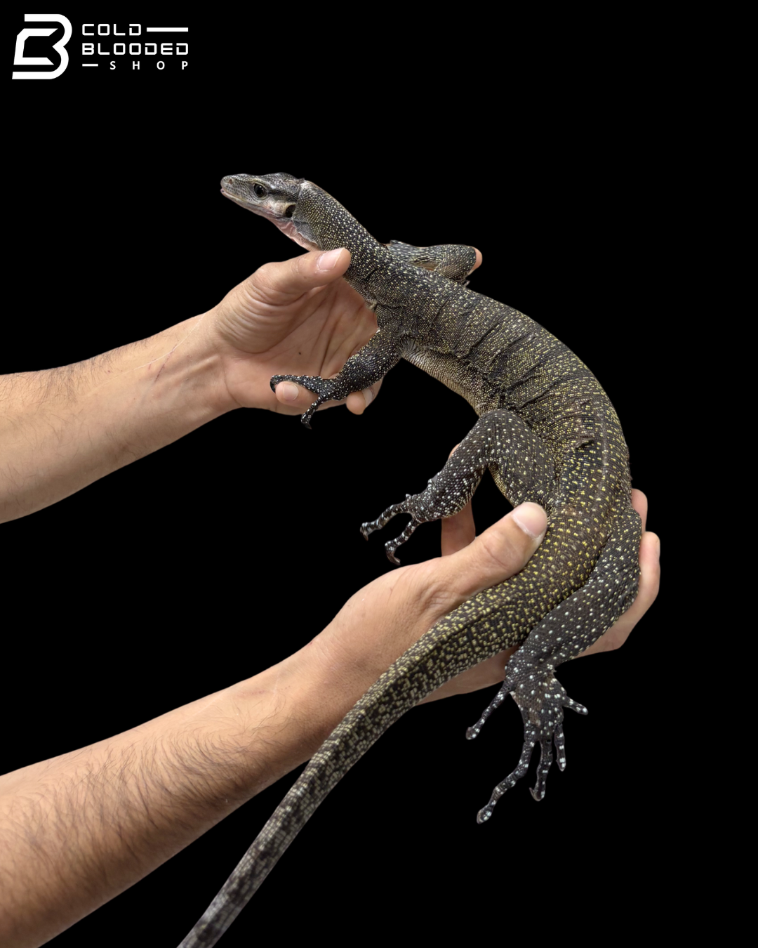 Adult Jayapura Peach-throated Monitor - Varanus Jobiensis