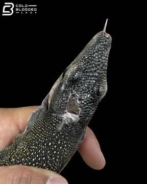 Adult Jayapura Peach-throated Monitor - Varanus Jobiensis