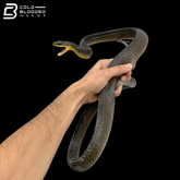 Northeastern Puffing-Snakes - Phrynonax Sexcarinatus