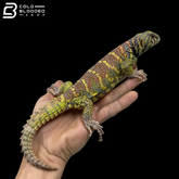 Green\High Red Male Ornate Uromastyx - Uromastyx Ornata