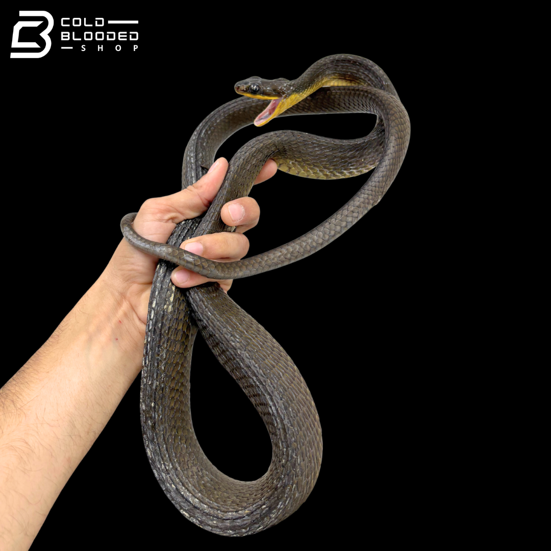 Northeastern Puffing-Snakes - Phrynonax Sexcarinatus