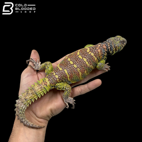 Green\High Red Male Ornate Uromastyx - Uromastyx Ornata