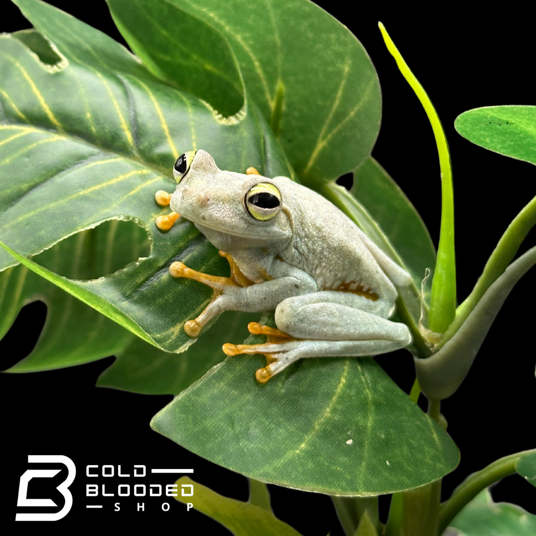 Emerald-Eyed Tree Frogs - Hypsiboas crepitans