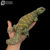 Green\High Yellow Ornate Uromastyx - Uromastyx Ornata