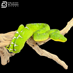 Adult Female Emerald Tree Boa - Corallus Caninus
