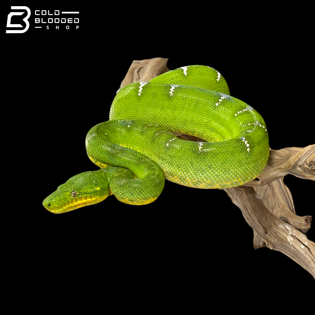 Adult Female Emerald Tree Boa - Corallus Caninus