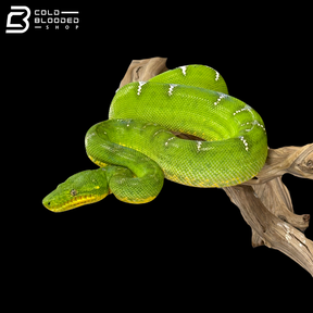 Adult Female Emerald Tree Boa - Corallus Caninus