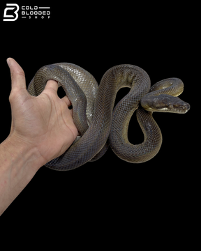Golden Female Tanimbar Python - Simalia Nauta
