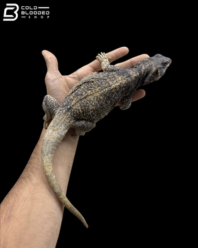 Adult Male Common Chuckwalla - Sauromalus Ater
