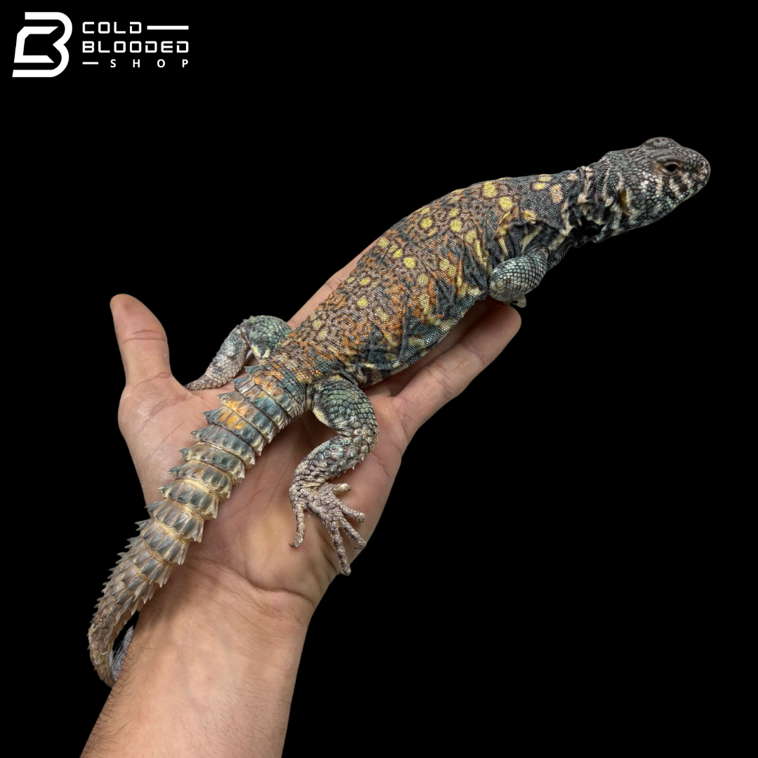 Dark Blue\High Red Male Ornate Uromastyx - Uromastyx Ornata