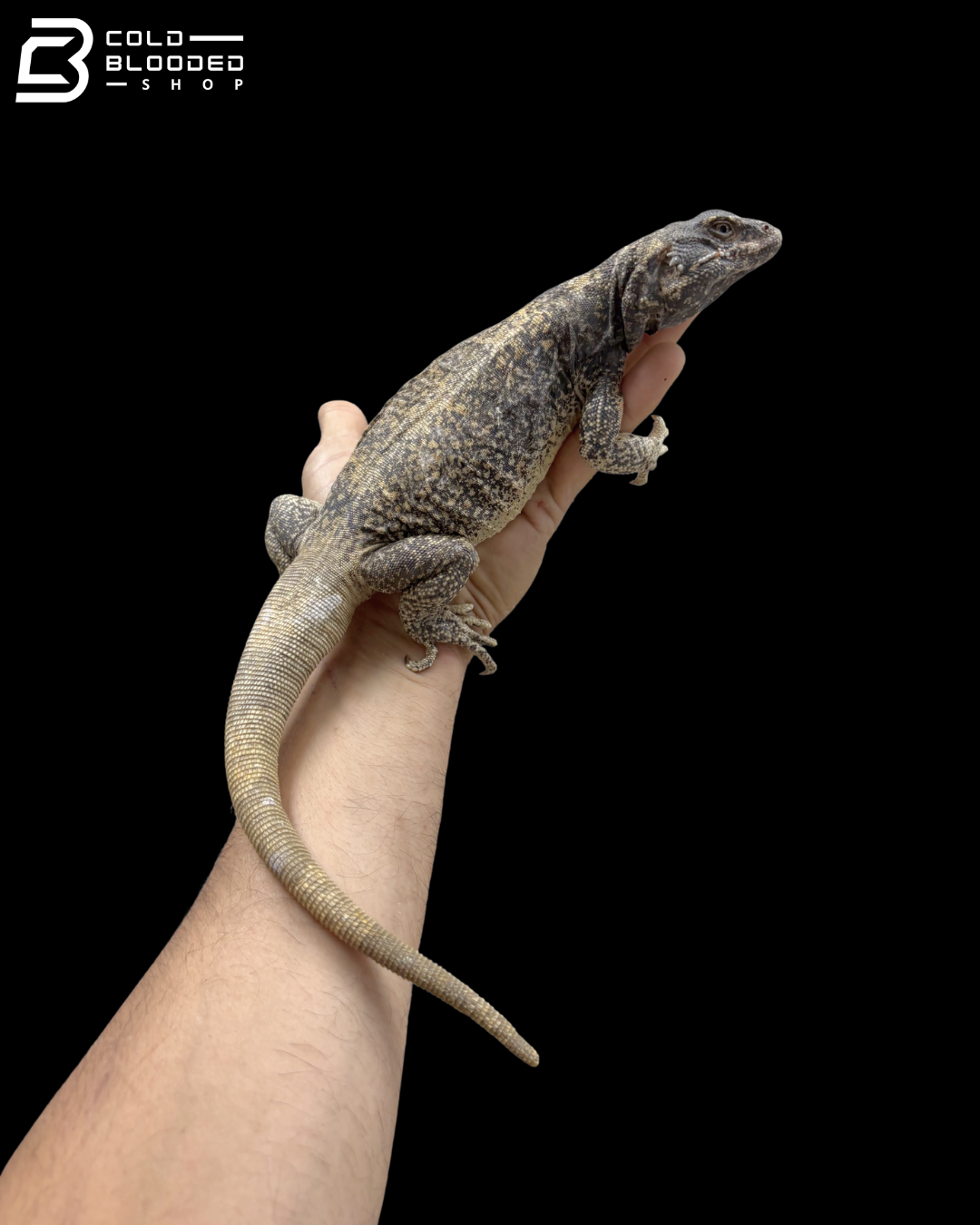 Adult Male Common Chuckwalla - Sauromalus Ater