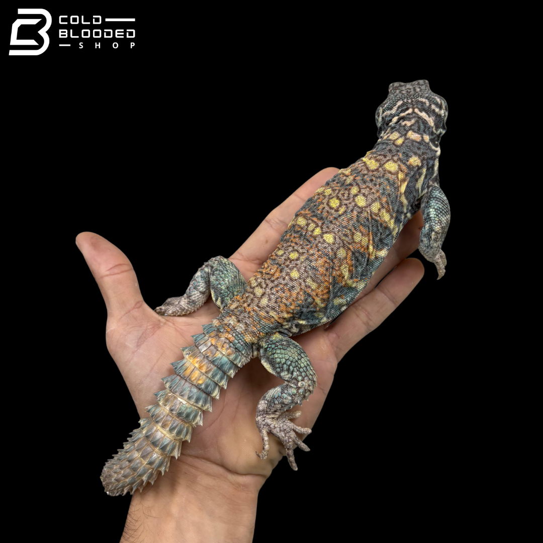 Dark Blue\High Red Male Ornate Uromastyx - Uromastyx Ornata
