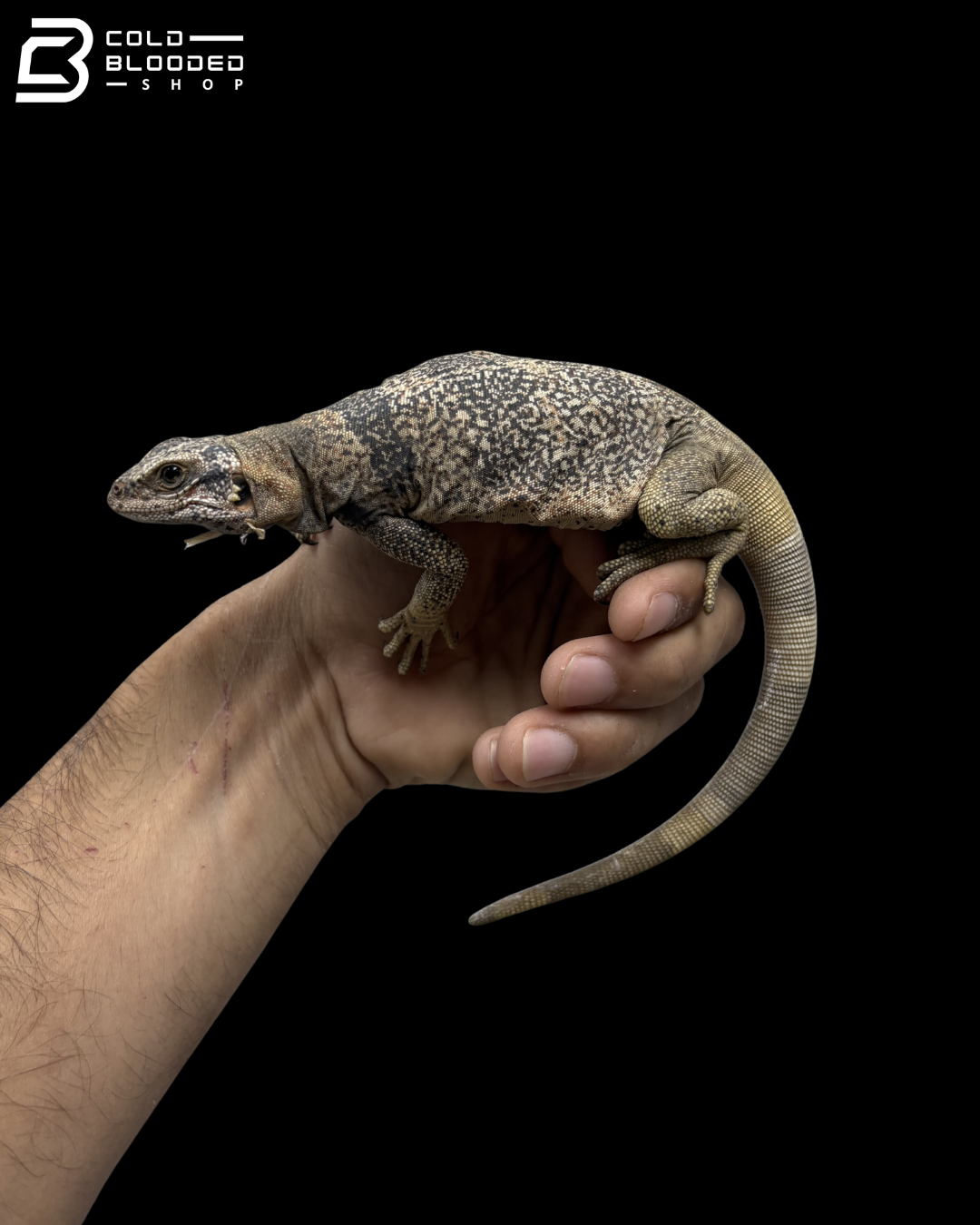 Adult Male Common Chuckwalla - Sauromalus Ater