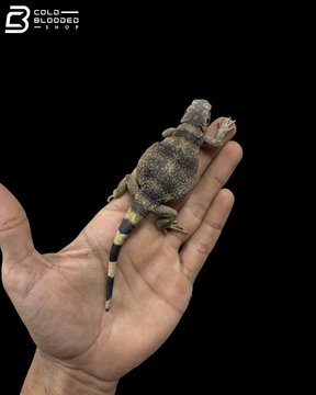Juvenile Common Chuckwalla - Sauromalus Ater