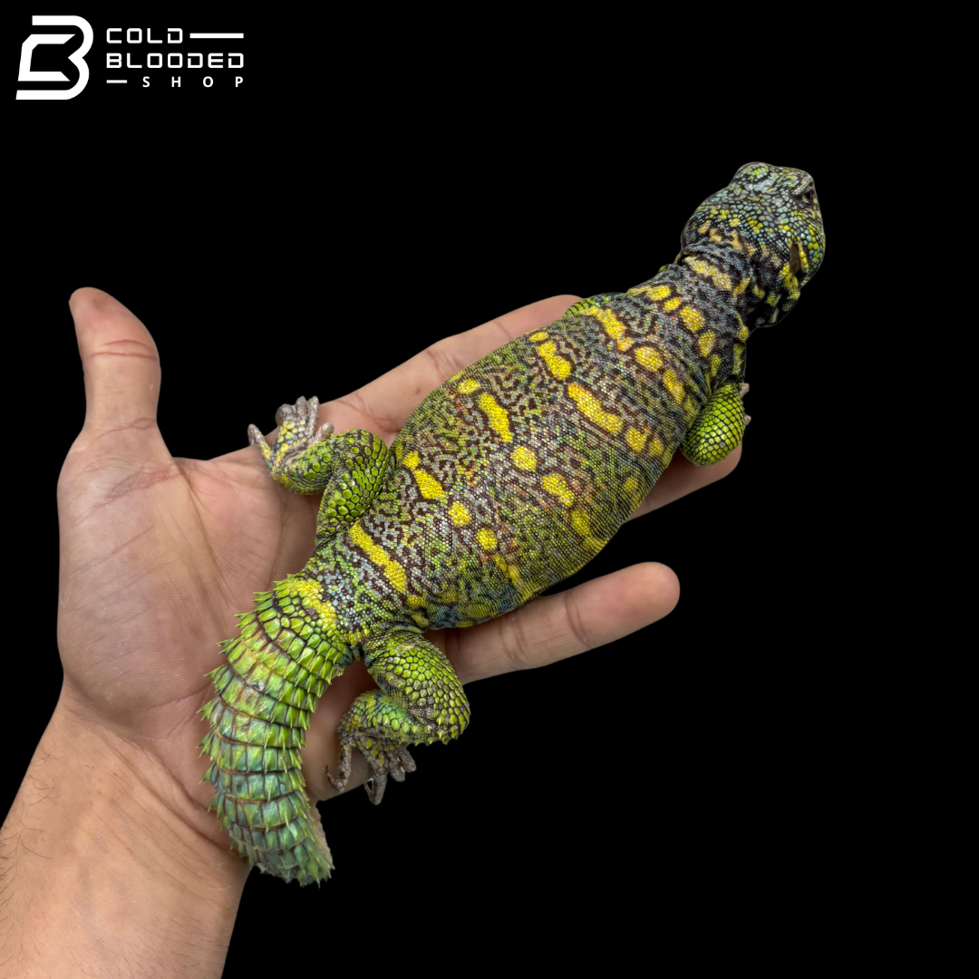 High Green\Yellow Male Ornate Uromastyx - Uromastyx Ornata
