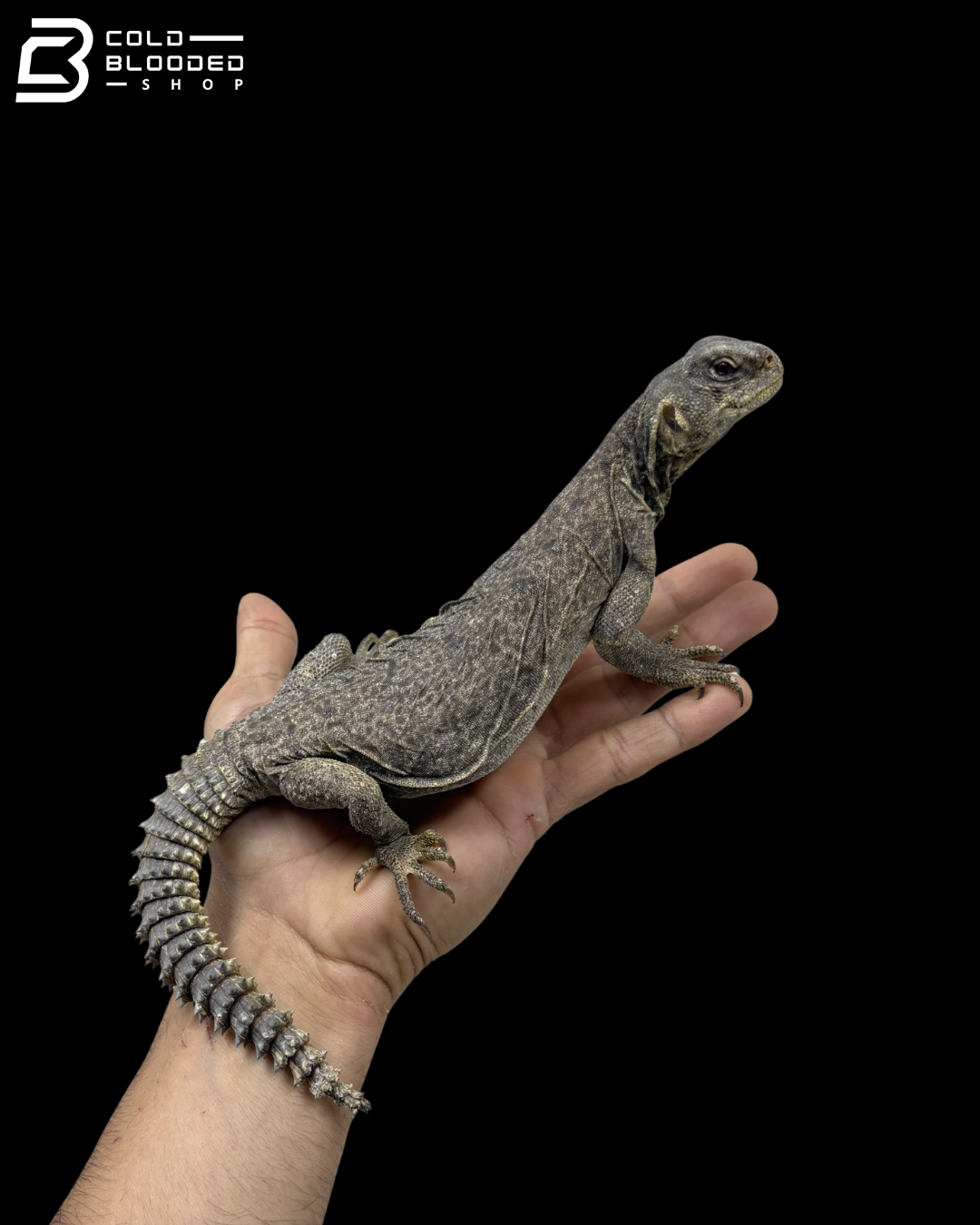 Juvenile Egyptian Uromastyx - Uromastyx aegyptia