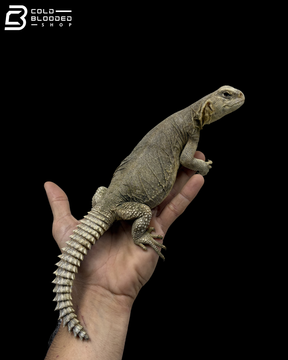 Juvenile Egyptian Uromastyx - Uromastyx aegyptia