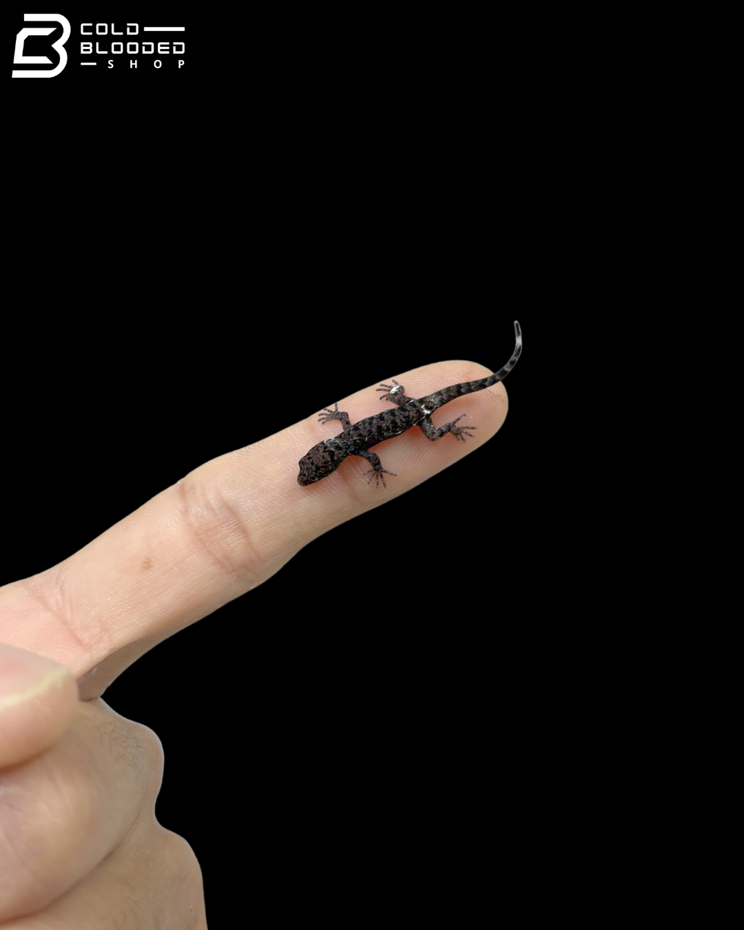 Baby Annulated Gecko - Gonatodes Annularis
