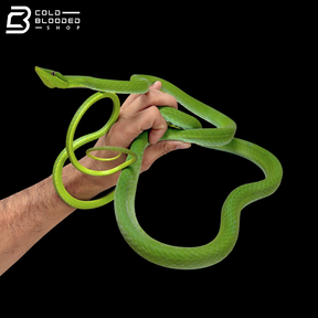 South American Giant Vine Snake - Oxybelis Fulgidus