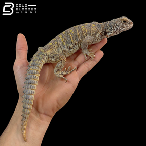 High Yellow Female Ornate Uromastyx - Uromastyx Ornata