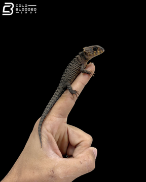 Juvenile Red Eyed Crocodile Skinks - Tribolonotus gracilis