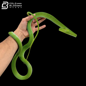 South American Giant Vine Snake - Oxybelis Fulgidus