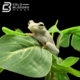 Emerald-Eyed Tree Frogs - Hypsiboas crepitans