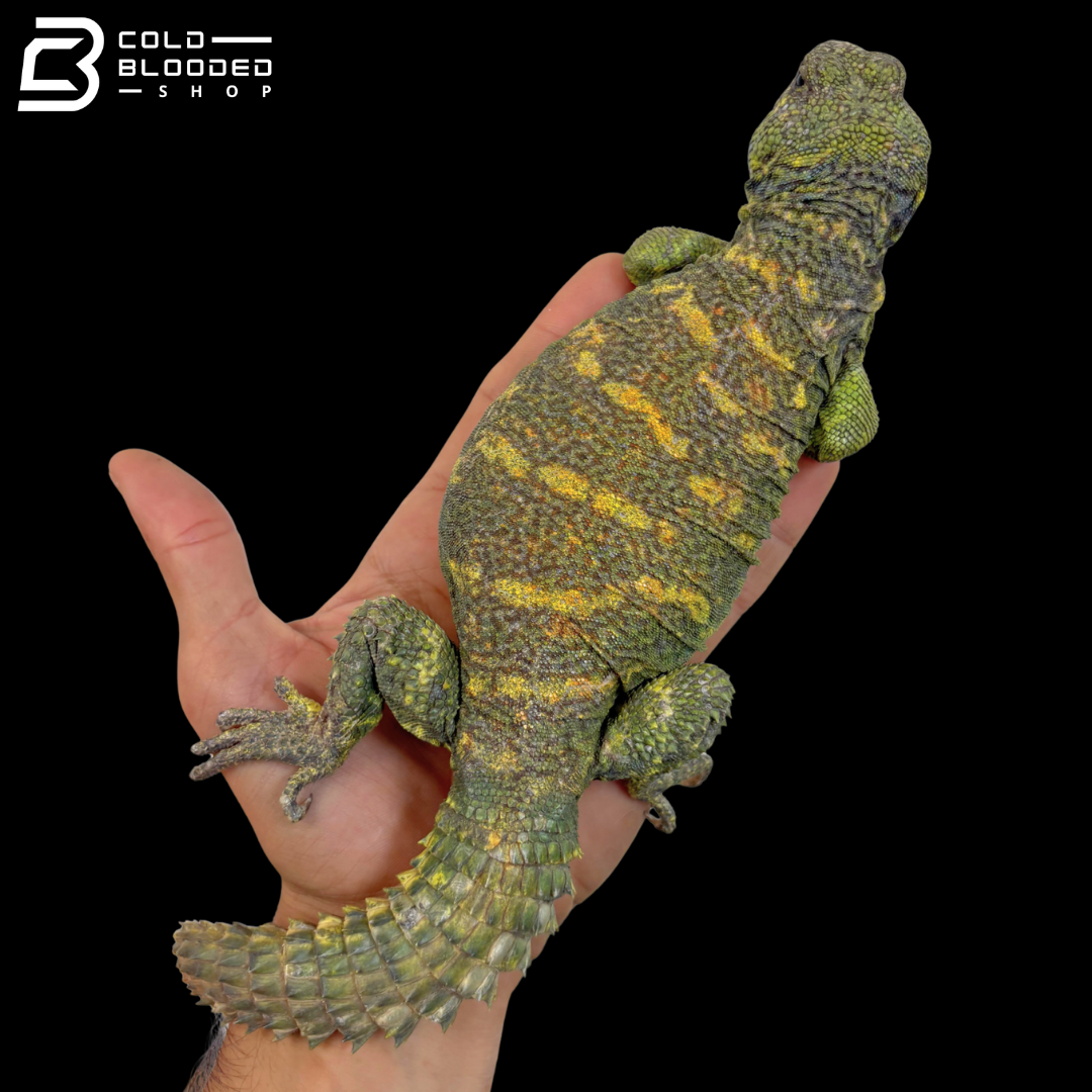 Green\High Yellow Ornate Uromastyx - Uromastyx Ornata