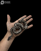 High White Male Halmahera Ground Boa - Candoia paulsoni tasmai