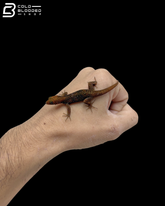 Adult Male Annulated Gecko - Gonatodes Annularis