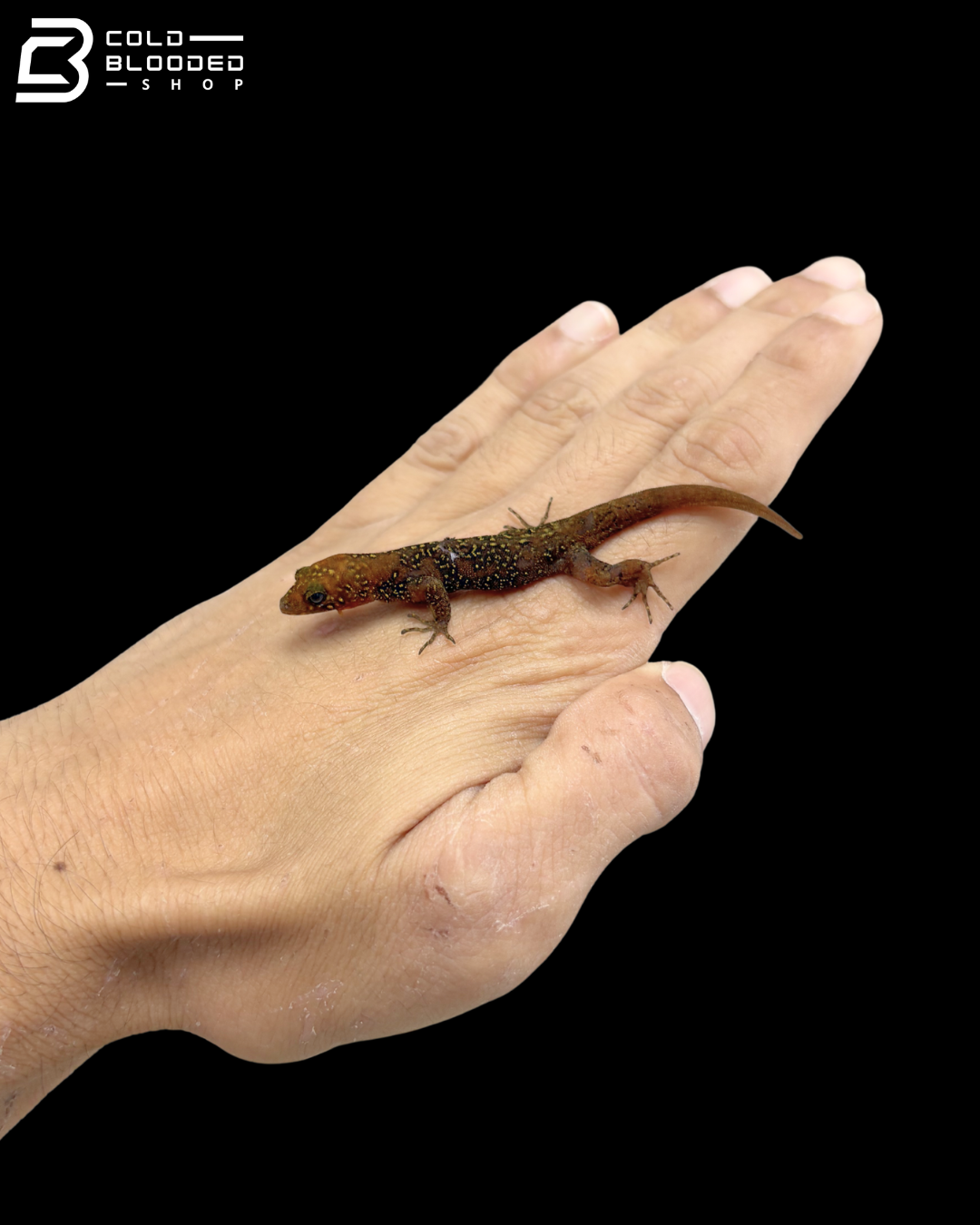 Adult Male Annulated Gecko - Gonatodes Annularis