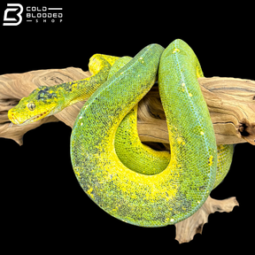 Long Term Captive Green Tree Python - Morelia Viridis
