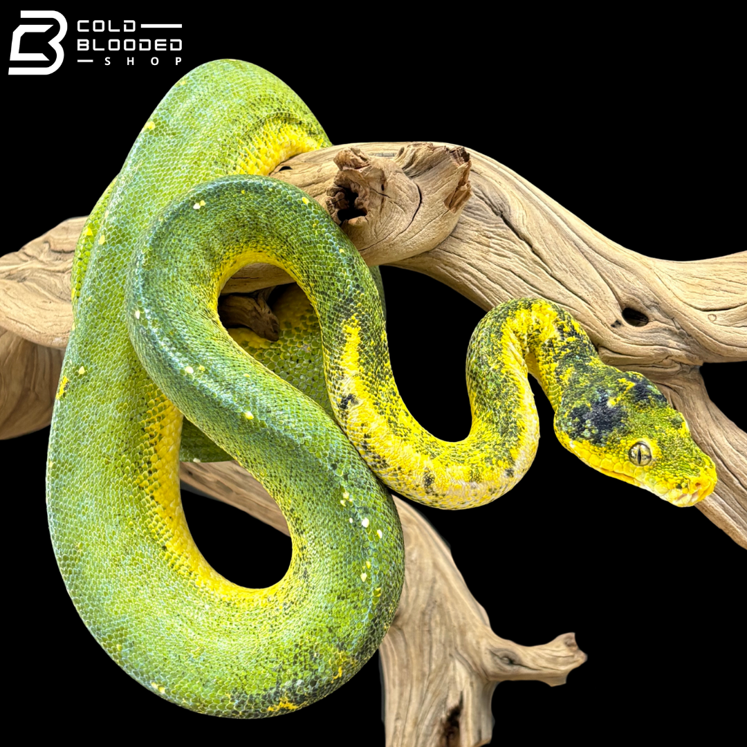 Long Term Captive Green Tree Python - Morelia Viridis