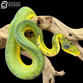 Long Term Captive Green Tree Python - Morelia Viridis