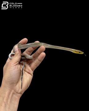 Silver Phase Pairs Red-tailed Green Rat Snake - Gonyosoma Oxycephalum
