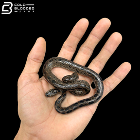 Pair Of Bromeliad Boas - Ungaliophis Continentalis