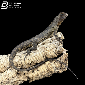 Mop Head Iguanas - Uranoscodon Superciliosus