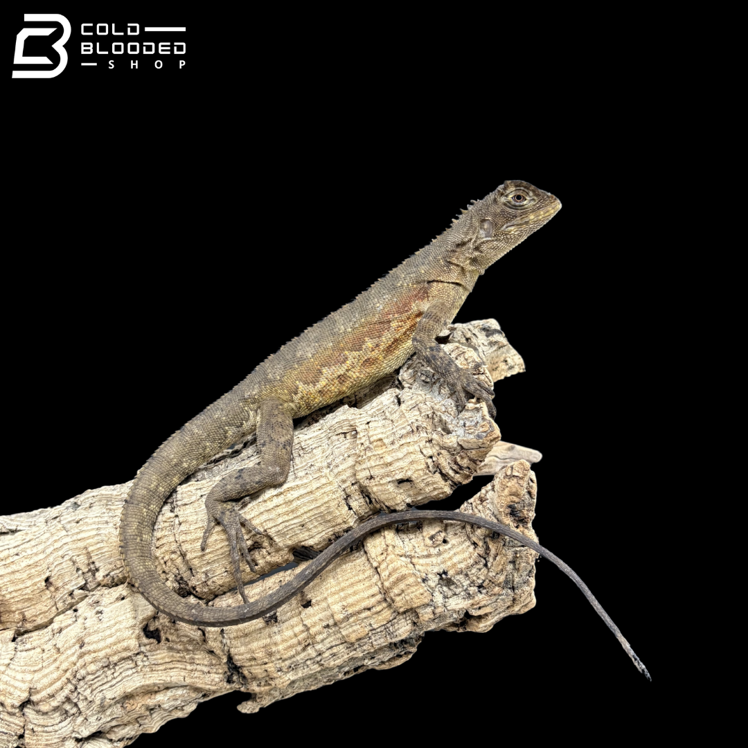 Mop Head Iguanas - Uranoscodon Superciliosus