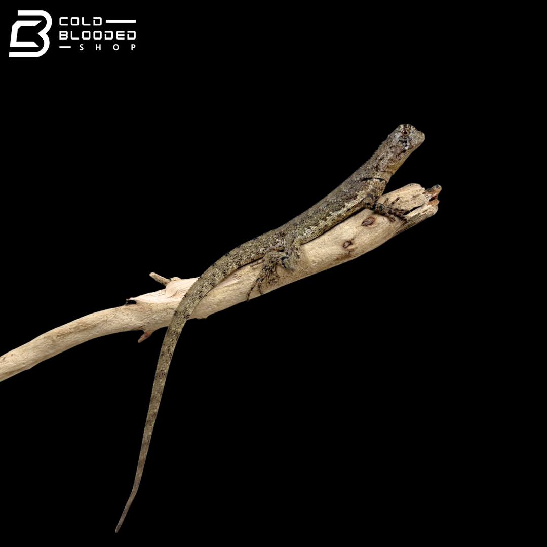 Juvenile Mop Head Iguanas - Uranoscodon Superciliosus