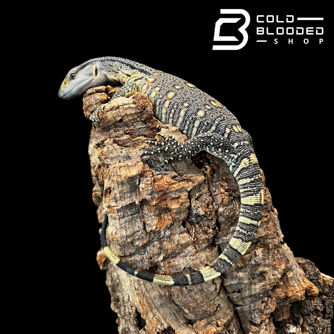 Baby Black Throat Monitors - Varanus albigularis ionidesi