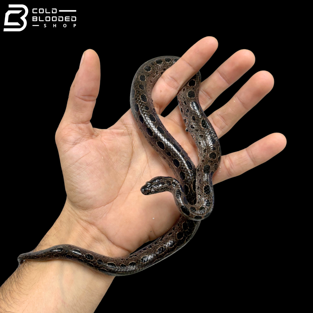 Pair Of Bromeliad Boas - Ungaliophis Continentalis