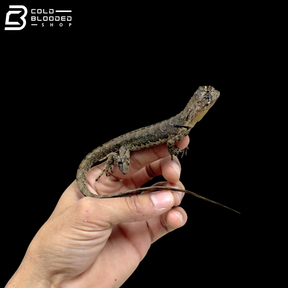 Juvenile Mop Head Iguanas - Uranoscodon Superciliosus