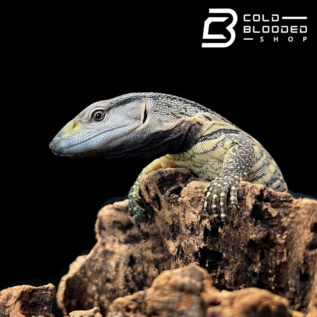 Baby Black Throat Monitors - Varanus albigularis ionidesi