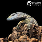 Baby Black Throat Monitors - Varanus albigularis ionidesi