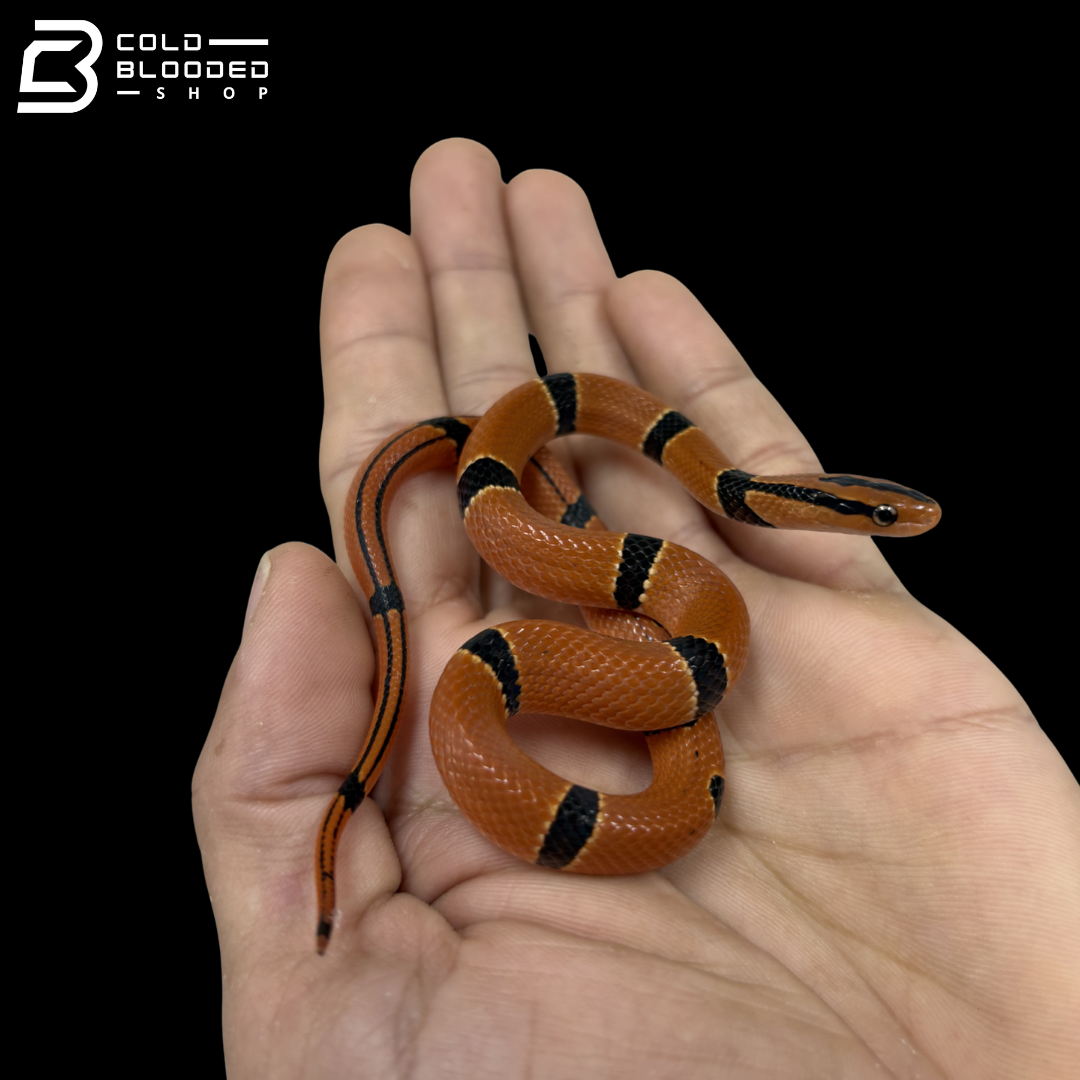 Bamboo Rat Snake - Oreocryptophis Porphyraceus