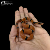 Bamboo Rat Snake - Oreocryptophis Porphyraceus
