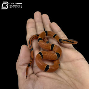 Bamboo Rat Snake - Oreocryptophis Porphyraceus