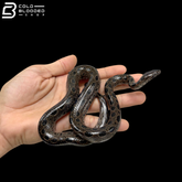 Adult Female Bromeliad Boa - Ungaliophis Continentalis